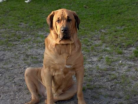 Broholmer Frigga R.I.P. Friksen... - Do I have something in my teeth? billede 13