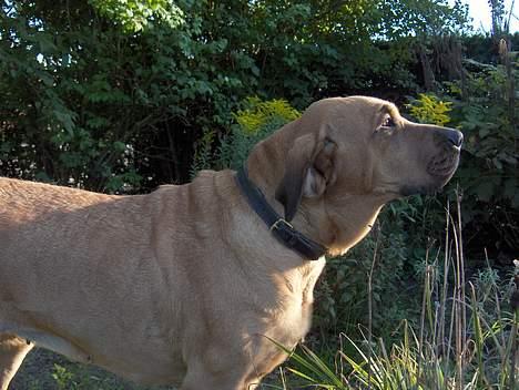 Broholmer Frigga R.I.P. Friksen... billede 15