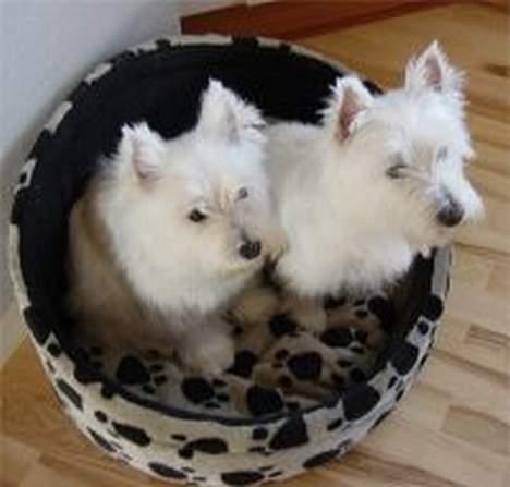 West highland white terrier  amigo,kica billede 7