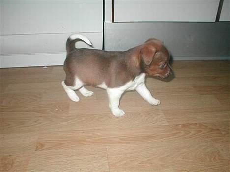 Blanding af racer lubbi billede 2