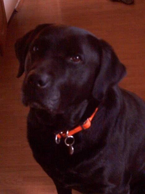 Labrador retriever Balou* Aflivet 4.juni07* - " er jeg ikke kær?" billede 1