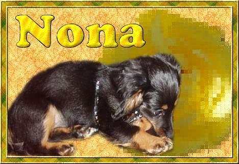 Dværggravhund Nona billede 17