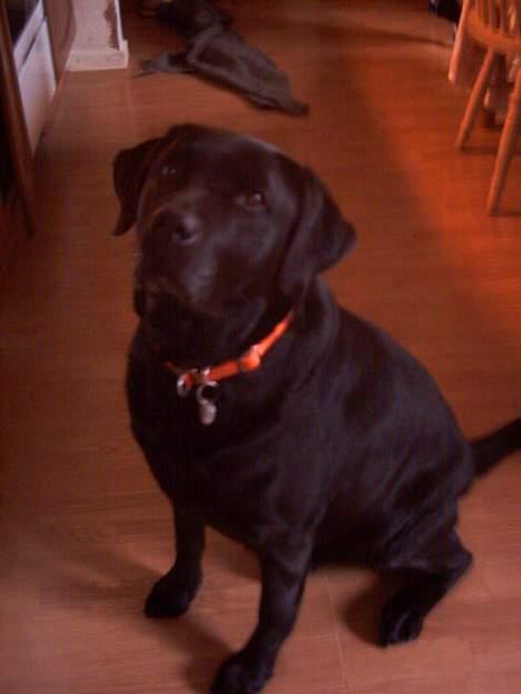 Labrador retriever Balou* Aflivet 4.juni07* - tænk hvis der fanldt mad ned? billede 2