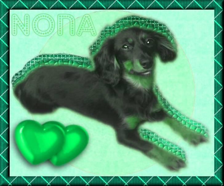 Dværggravhund Nona billede 18