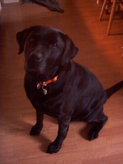 Labrador retriever Balou* Aflivet 4.juni07* - how.. kigger du på mig?o.o billede 3