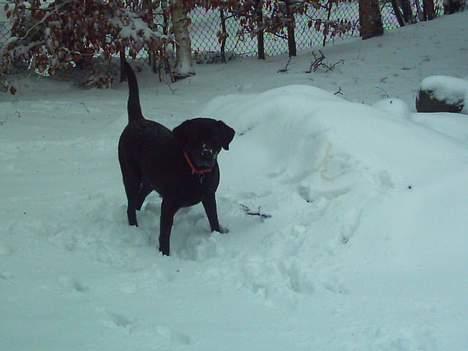 Labrador retriever Balou* Aflivet 4.juni07* - kom nUUUU kast snebolden!! billede 4