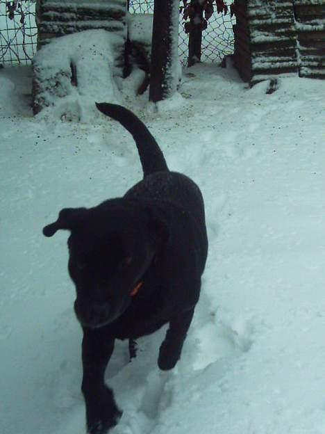 Labrador retriever Balou* Aflivet 4.juni07* - nu vil jeg ind billede 5