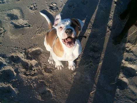 Amerikansk bulldog Victor - se lige hvad jeg har fundet og spise billede 7