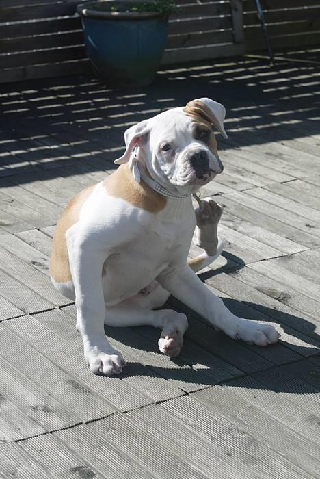 Amerikansk bulldog Victor billede 8