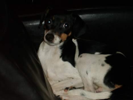 Blanding af racer Baby billede 9