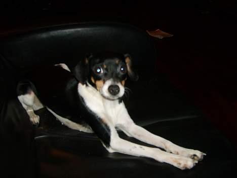 Blanding af racer Baby billede 10