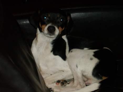 Blanding af racer Baby billede 11