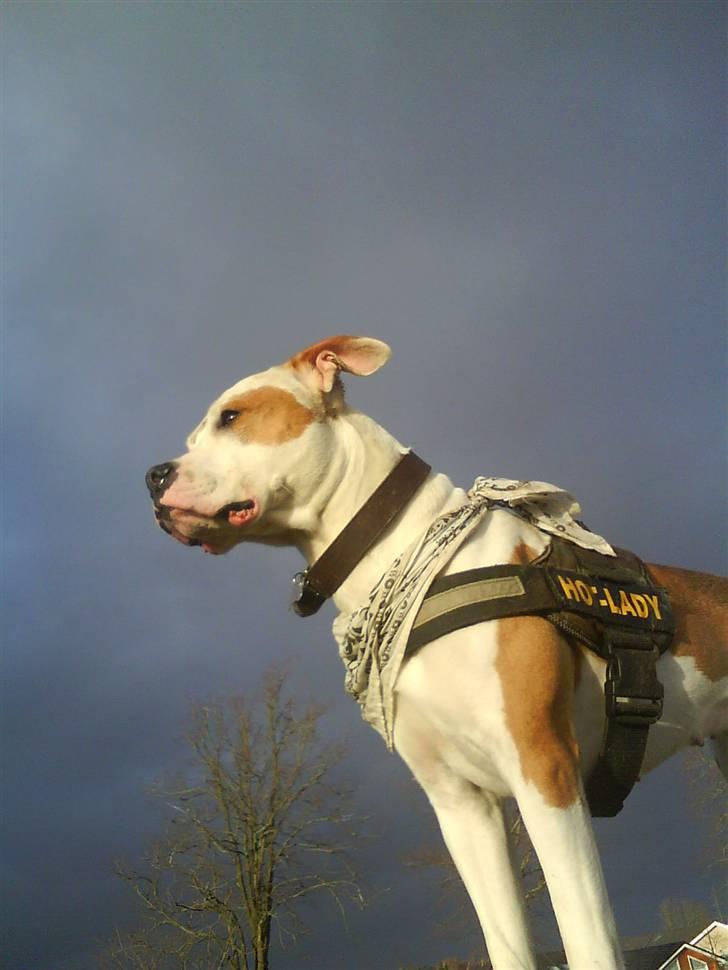 Amerikansk bulldog Kettners Ea´s Bella - .. billede 3