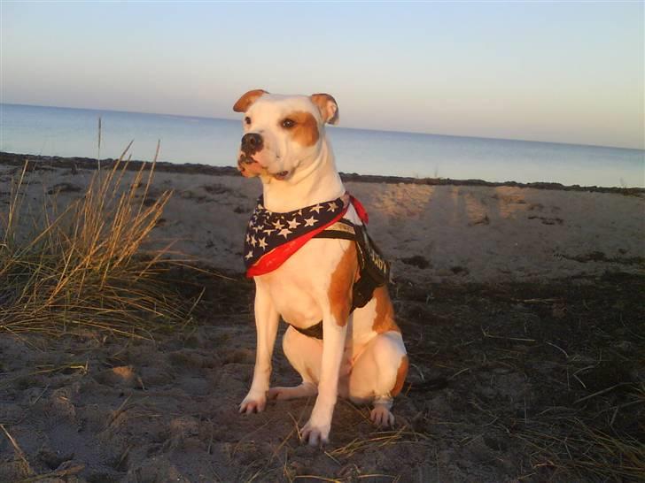Amerikansk bulldog Kettners Ea´s Bella - Årets billede.Solnedgang på strøby strand D 21/11-09 billede 4