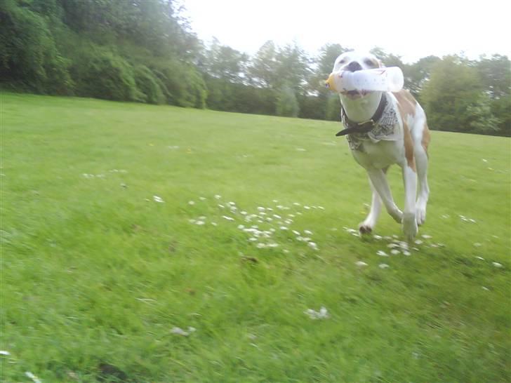 Amerikansk bulldog Kettners Ea´s Bella - .. billede 5