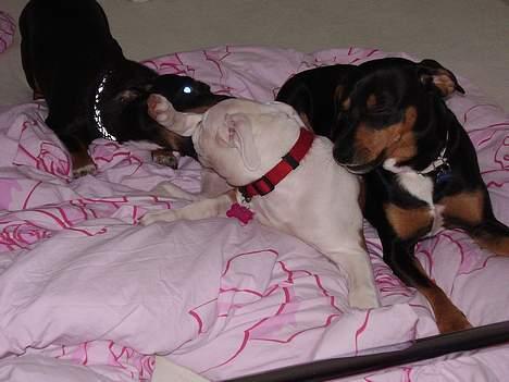 Blanding af racer plet *aflivet* - hey brormand hjælp mig lige jeg har hende MESTEN :) billede 15