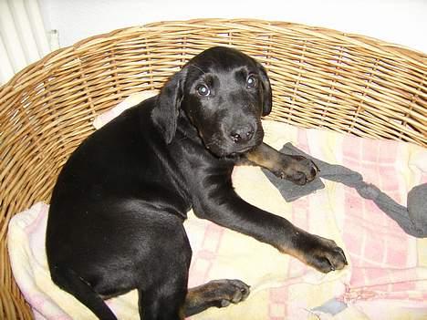 Blanding af racer Skipper billede 1