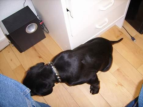 Blanding af racer Skipper billede 2