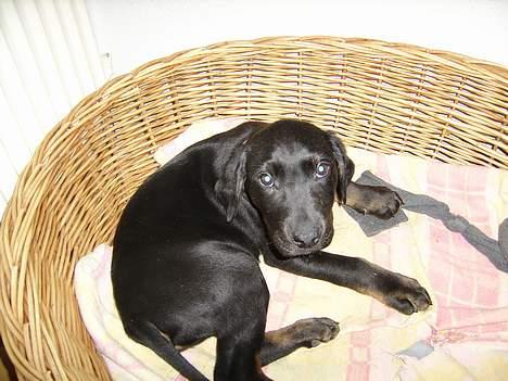 Blanding af racer Skipper billede 3