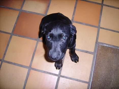 Blanding af racer Skipper billede 4