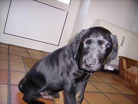 Blanding af racer Skipper billede 5