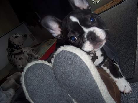 Fransk bulldog Oscar - Jeg er så fræk!! billede 1