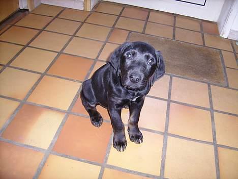 Blanding af racer Skipper billede 6