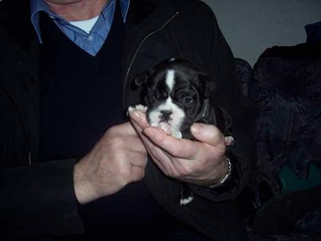 Fransk bulldog Oscar - Jeg er kun 4 uger her.... Lige fået øjne billede 2