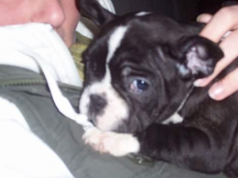 Fransk bulldog Oscar - Så har jeg allerede fundet hende jeg skal putte ved... billede 3