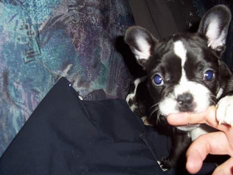 Fransk bulldog Oscar - Og ham jeg skal lege med :-) billede 4