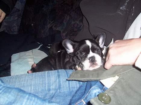 Fransk bulldog Oscar - Men elsker nu at putte med mor... billede 5