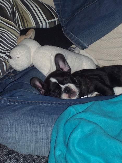 Fransk bulldog Oscar - Jeg savner nu min sovebamse..... billede 6