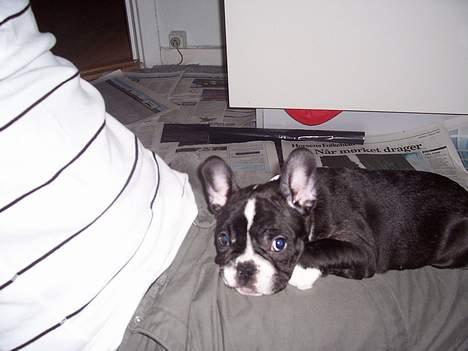 Fransk bulldog Oscar - Hvis bare Far gad blive siddende her hele dagen.... billede 7