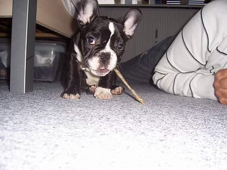 Fransk bulldog Oscar - Mit første tyggeben :-) billede 8