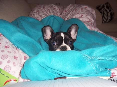 Fransk bulldog Oscar - Æv I fandt mig!!! :-) billede 9