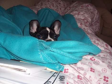 Fransk bulldog Oscar - I kan ikke finde mig..... billede 10