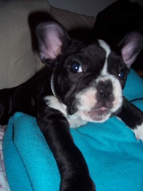 Fransk bulldog Oscar - Se hvor fræk jeg kan være... billede 11