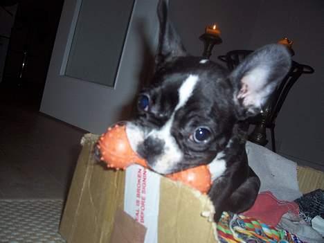Fransk bulldog Oscar - En papkasse og legetøj... perfekt! billede 12