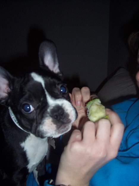 Fransk bulldog Oscar - Min livret er nu æbler!! billede 13