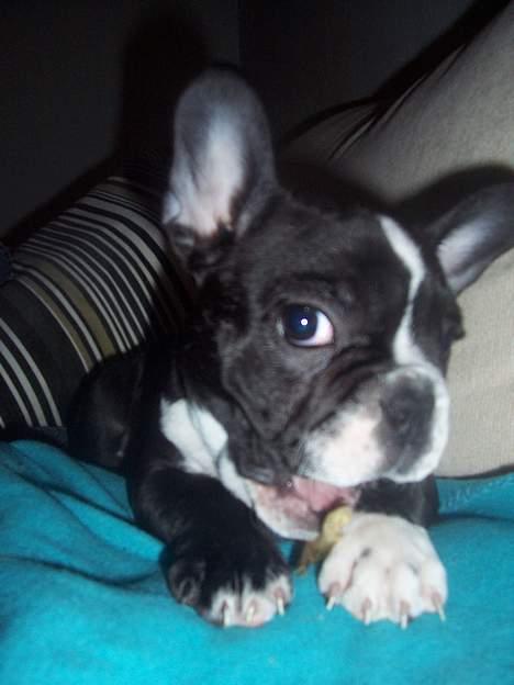 Fransk bulldog Oscar - Ja det er mit tyggeben og ikke dit ;-) billede 14