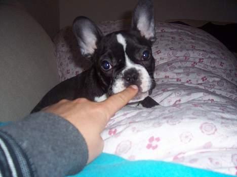 Fransk bulldog Oscar - Den finger ser nu ret spiselig ud.... billede 15