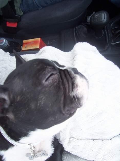 Fransk bulldog Oscar - Jeg sover altid så godt når jeg er ude og køre.... billede 16