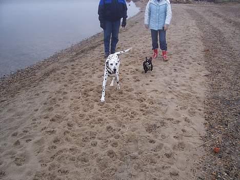 Fransk bulldog Oscar - Min første strandtur...... billede 17