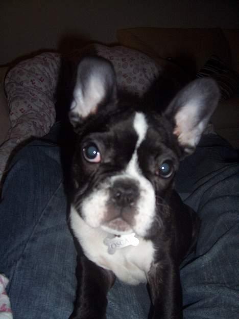 Fransk bulldog Oscar - Er jeg for dejlig eller hvad? billede 18