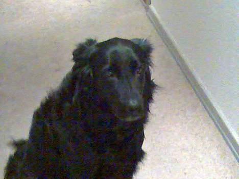 Blanding af racer samson billede 1