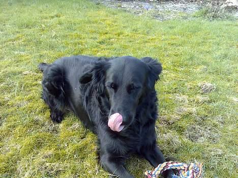 Blanding af racer samson billede 2