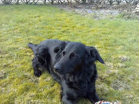 Blanding af racer samson billede 3