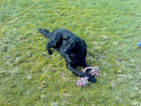 Blanding af racer samson billede 4