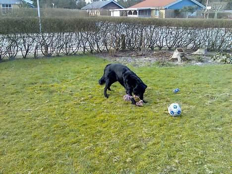 Blanding af racer samson billede 5