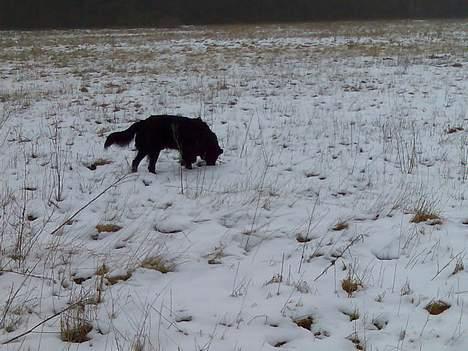 Blanding af racer samson billede 6